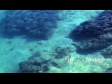 Shark 2 396